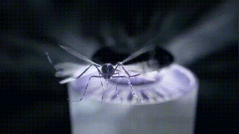 Mosquito killer lamp